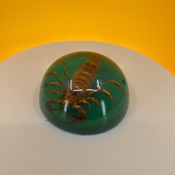 Scorpion Encased in Pexiglass - Picture 3 of 16